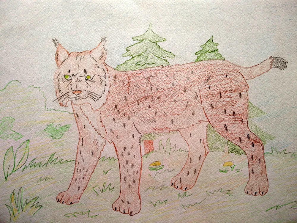 Rynx drawing