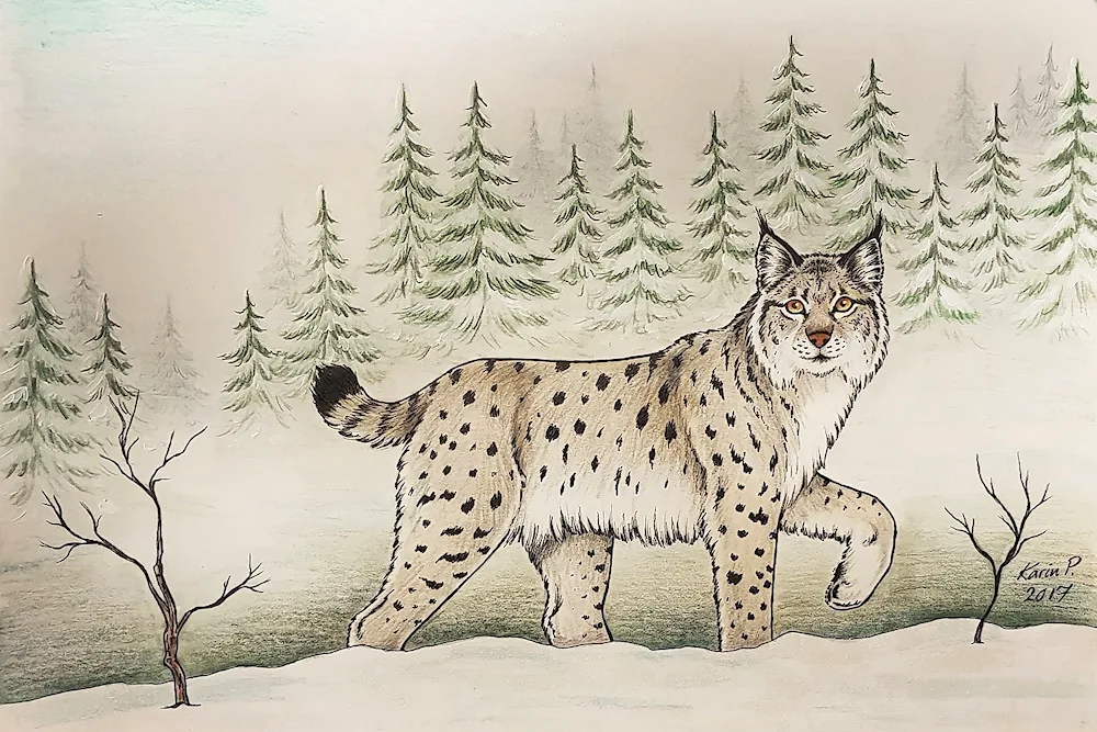 Rynx drawing