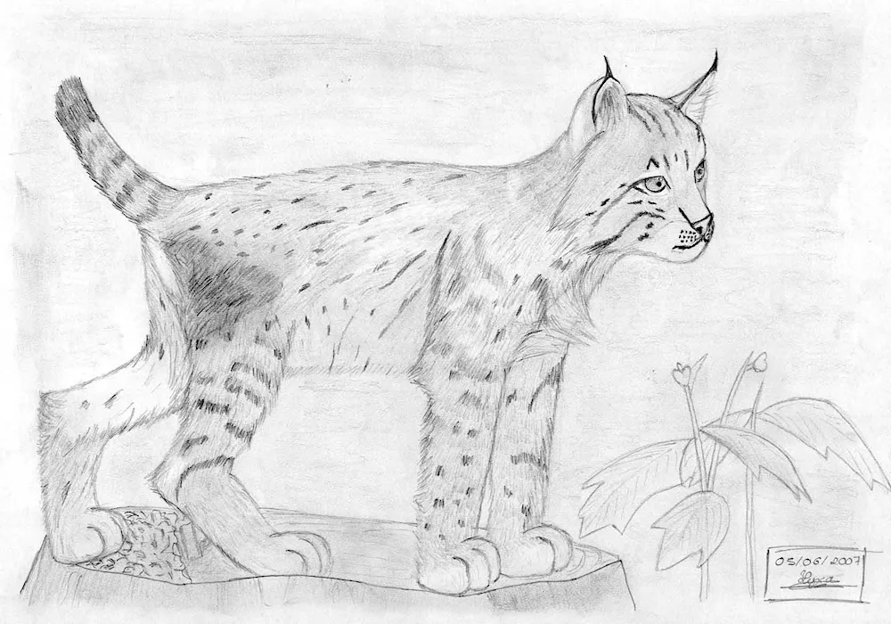 Rynx drawing