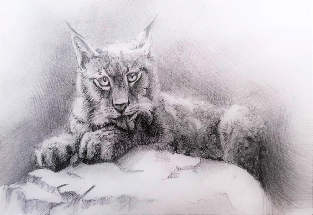 Rynx drawing