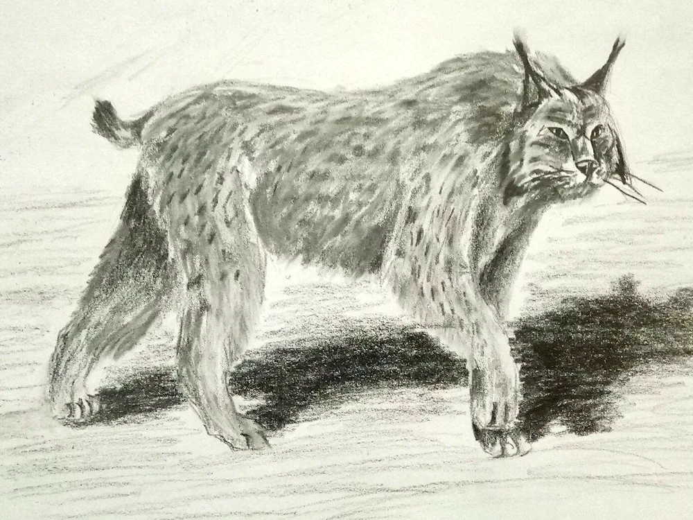 Rynx drawing