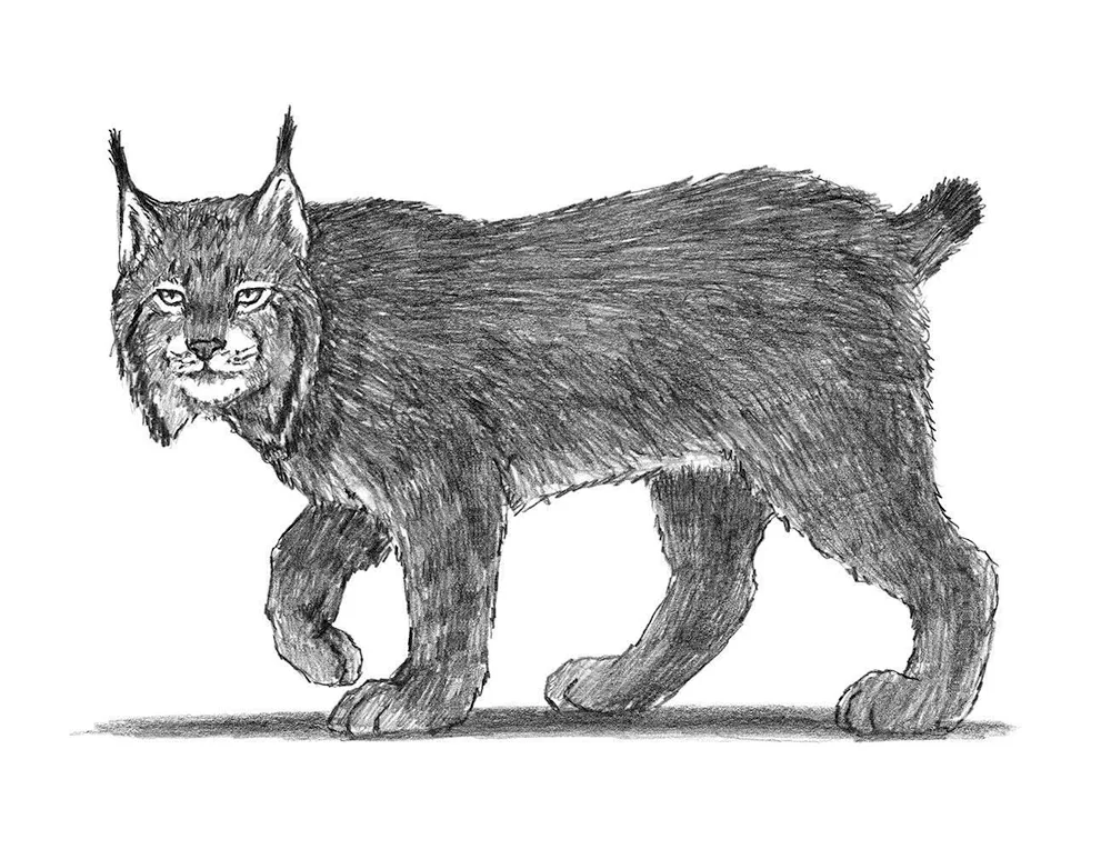 Rynx drawing