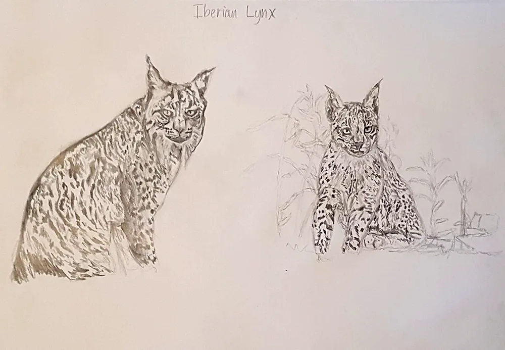 Rynx drawing for drawing