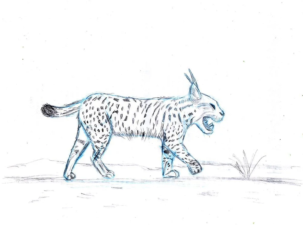 Rynx drawing