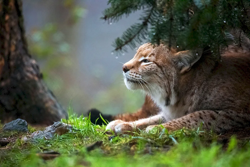 Lynx Lynx lynx