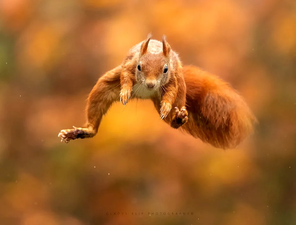 Squirrel tail