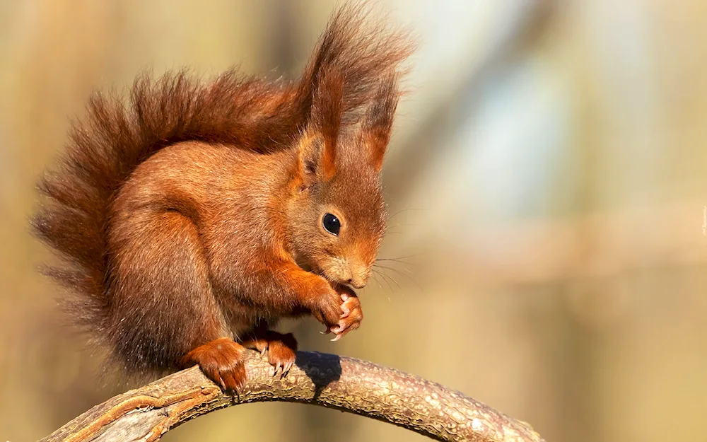 Red squirrel