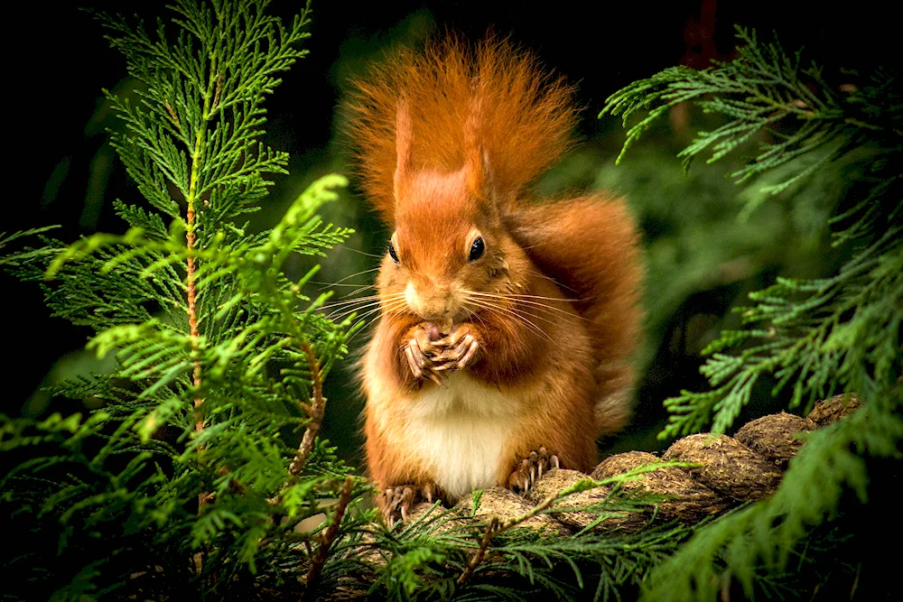 Red squirrel redheaded Squirrel