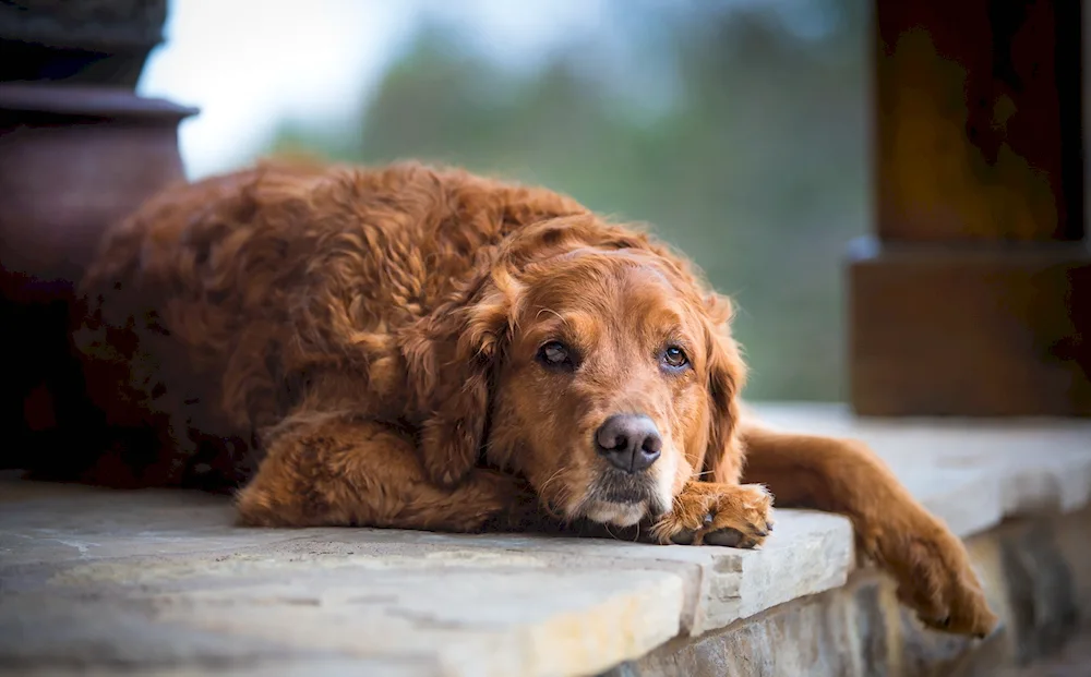 Red mongrel dog