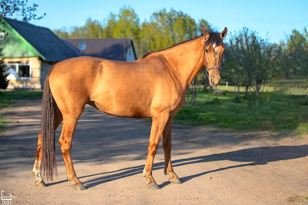 Donchak horse breed