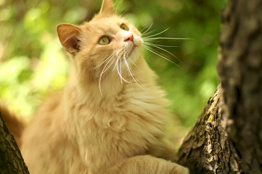 Brazilian shorthair cat red Ceylon cat