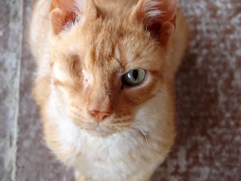 Scottish Fold cat