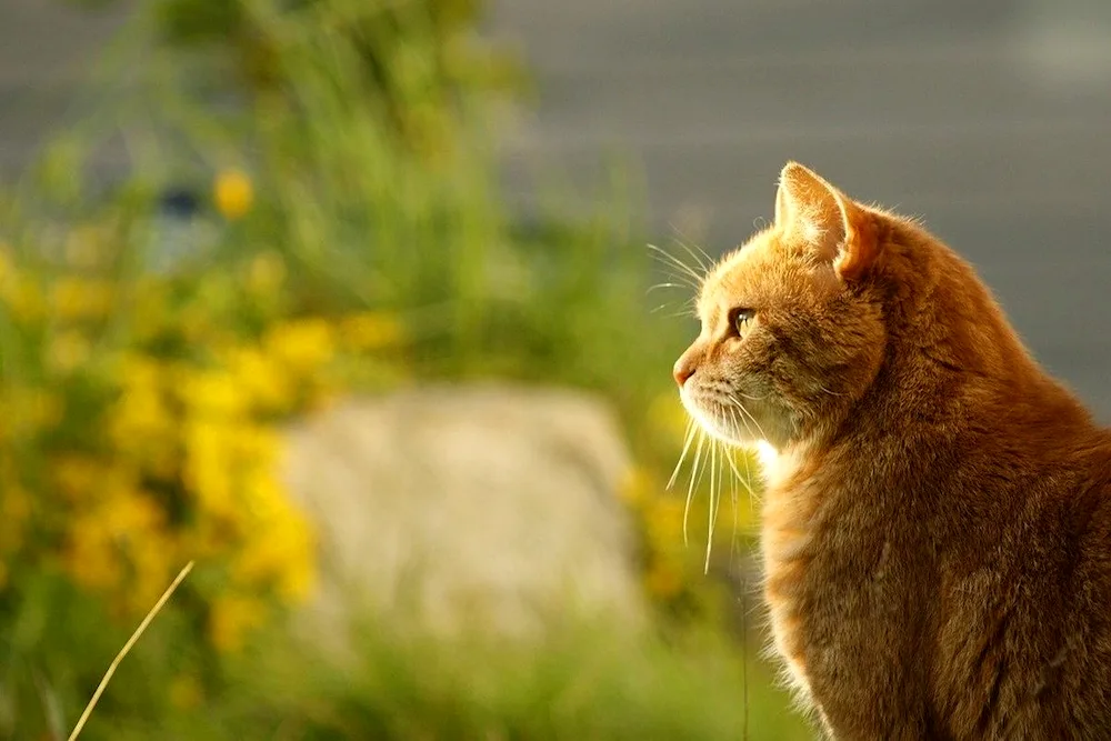 European shorthair tabby red