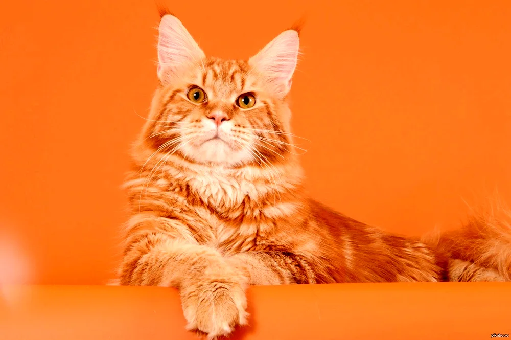 Maine Coon red cat