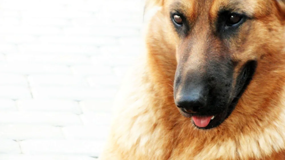 Red German Shepherd