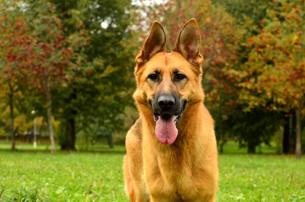 Belgian shepherd dog red