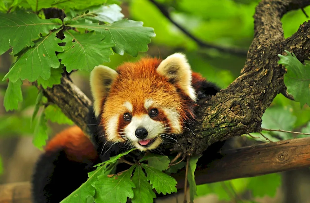 Red Panda