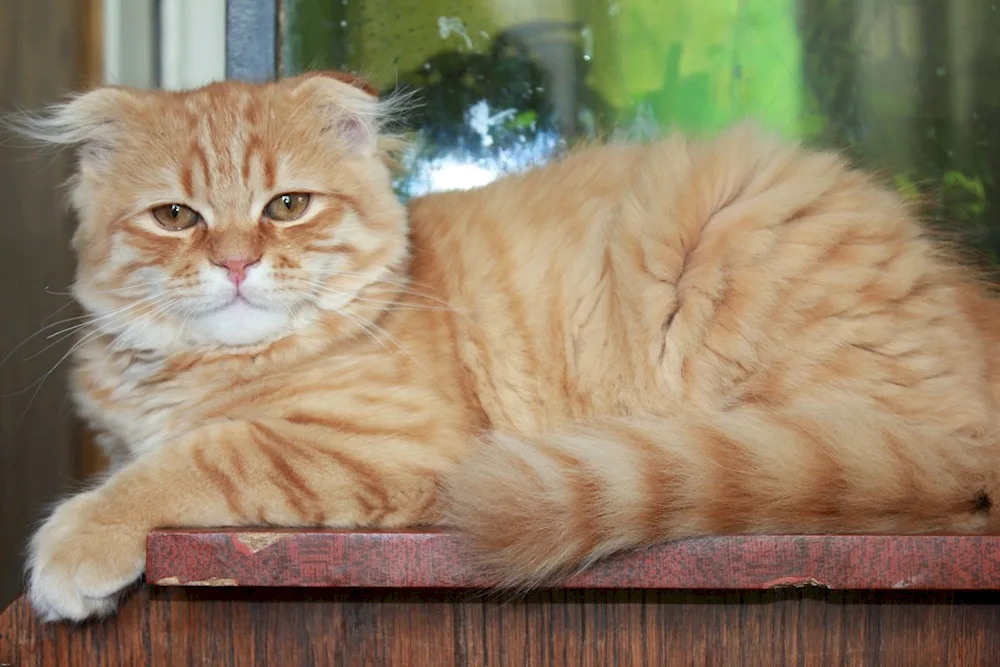 Red Scottish Lop cat Straight cat