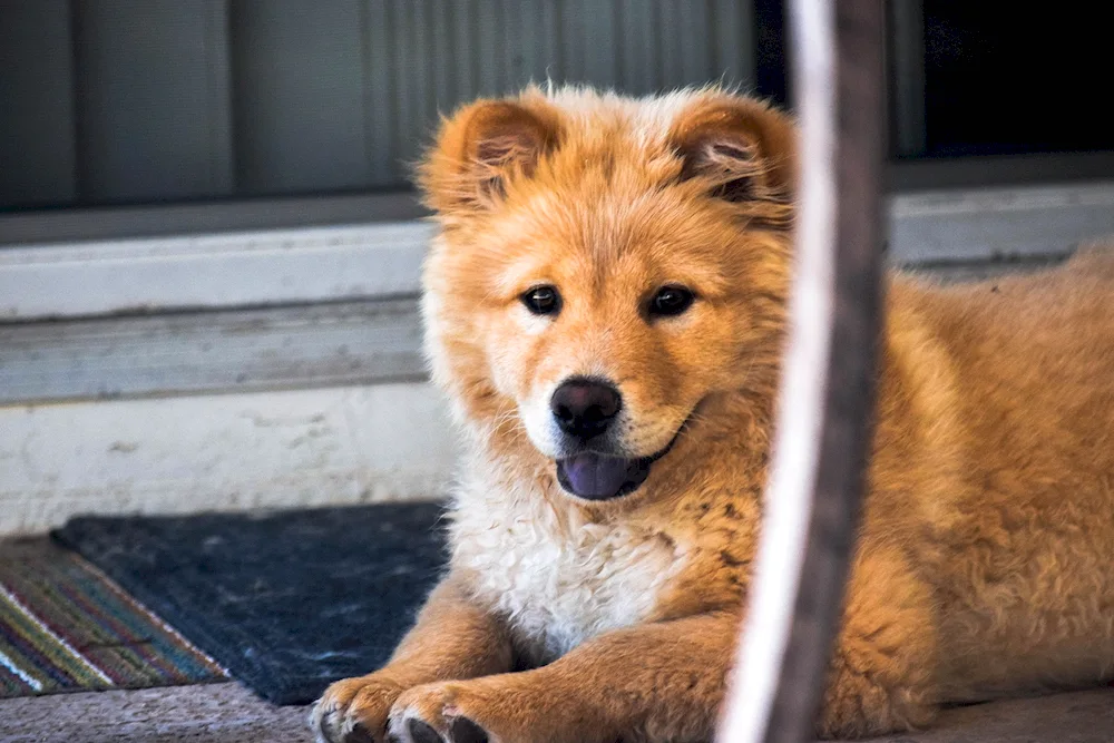 Orange dog