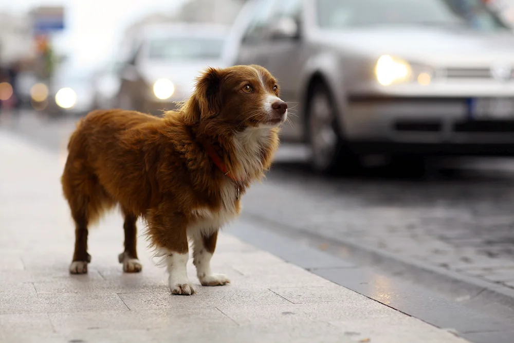 Red mongrel dog