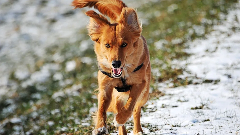 Red mongrel dog