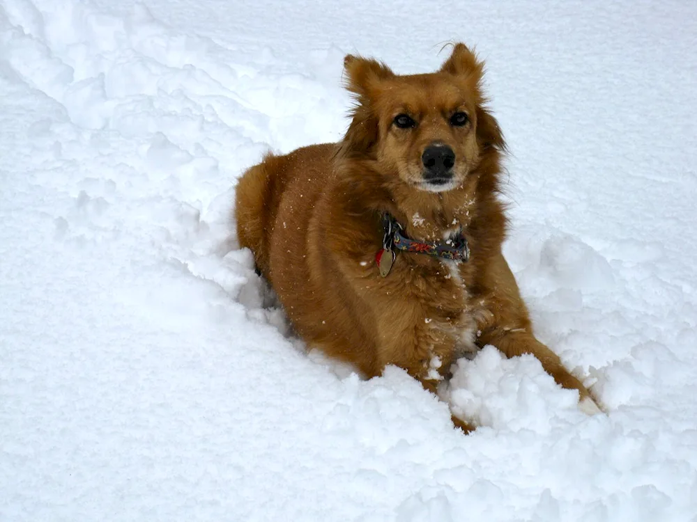 Dog running in the snow