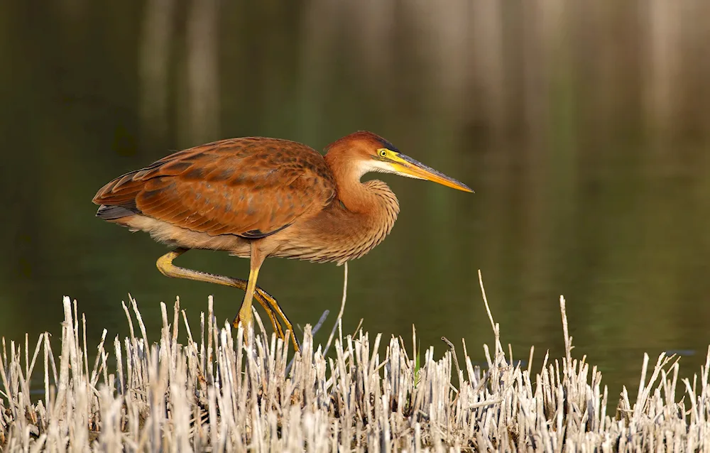 Bird with long neck and beak