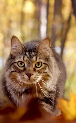 Red Brown Cat