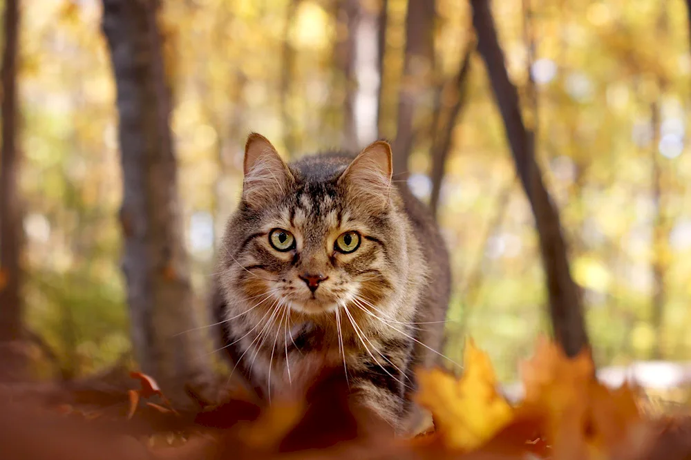 Red Brown Cat