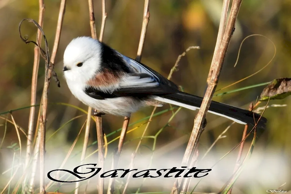 Red-headed long-tailed tit