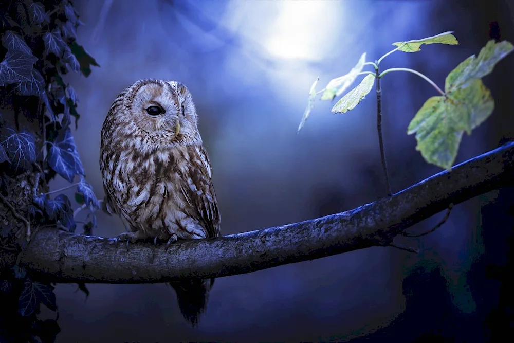 Philin and Owl