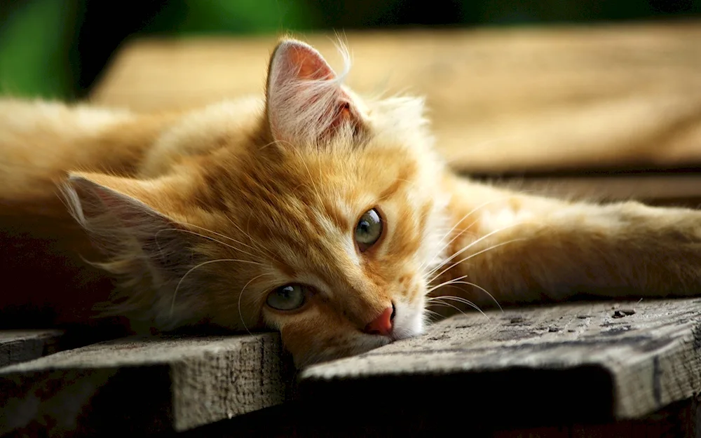 Ginger cat