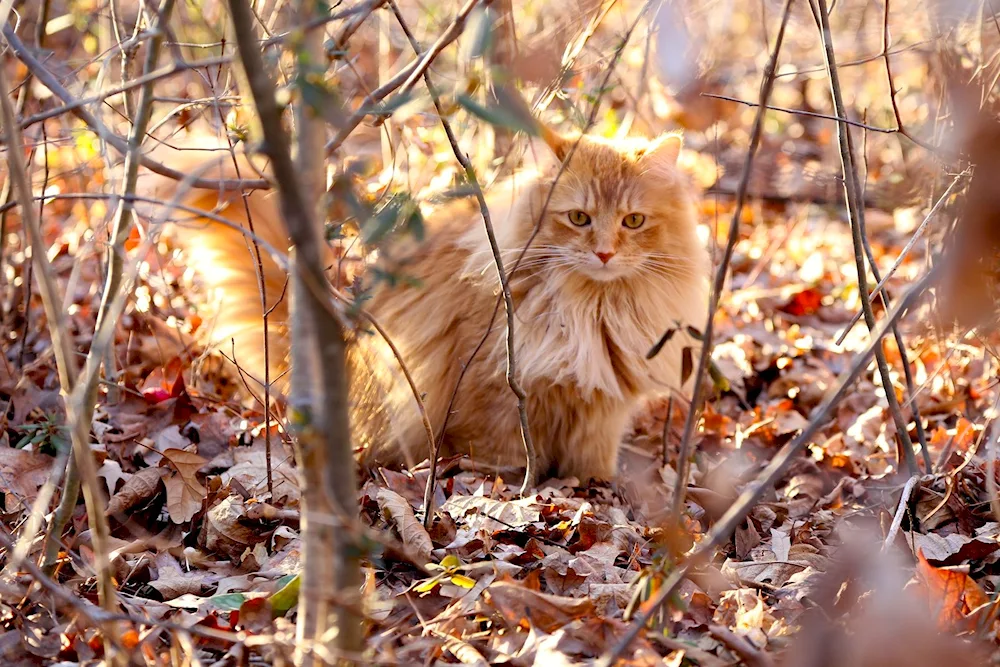 Autumn cat