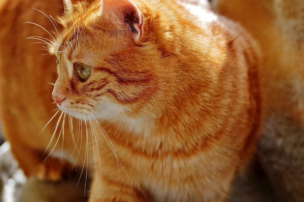 Red British Shorthair cat