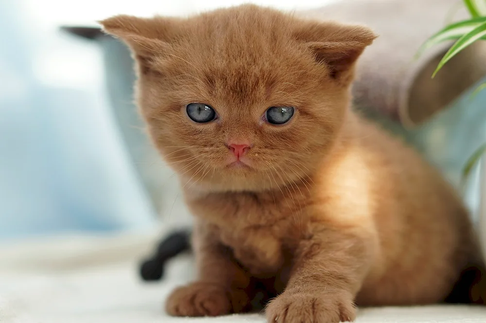 British Shorthair kitten