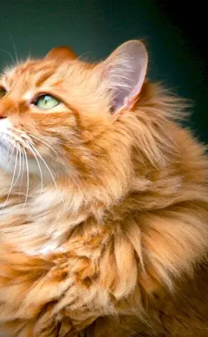 Red long-haired Siberian cat