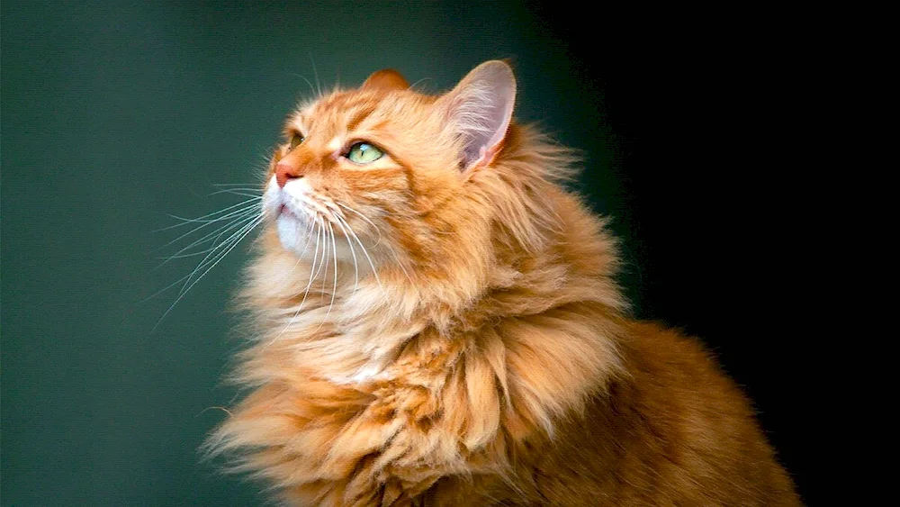 Red long-haired Siberian cat