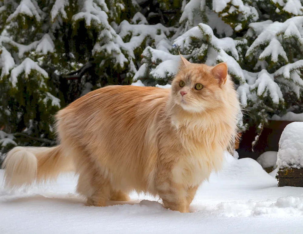 Red longhaired Siberian cat