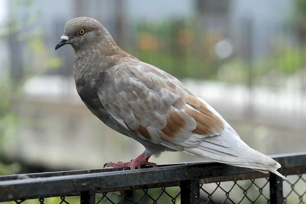 Red pigeon