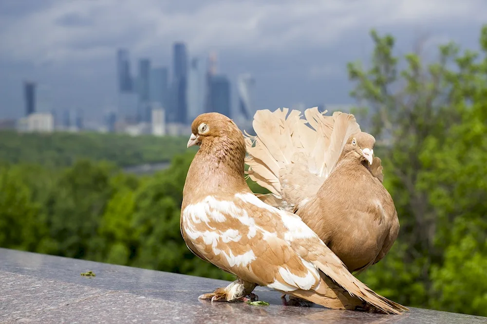 Red pigeon