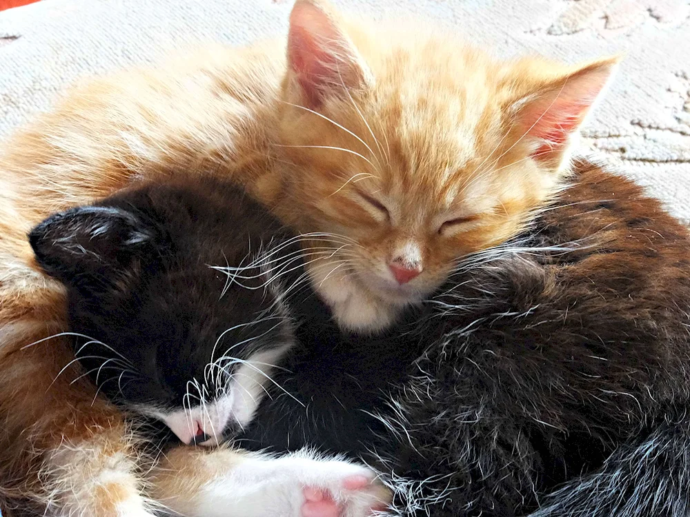 Cats cuddling. cuddle