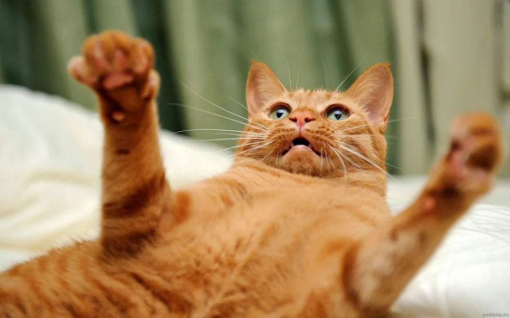 Positive cats