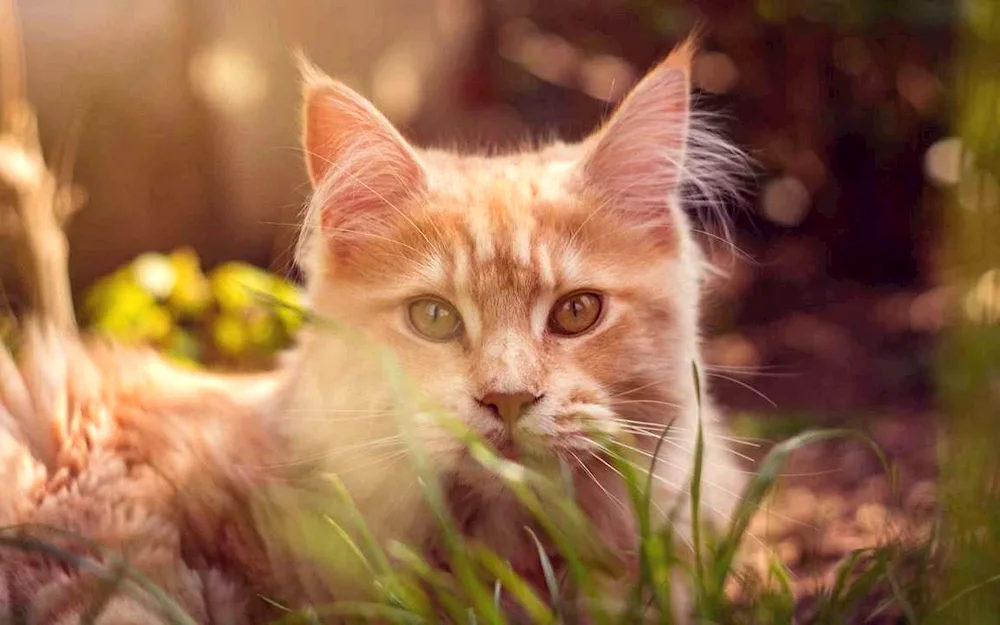 Red cat