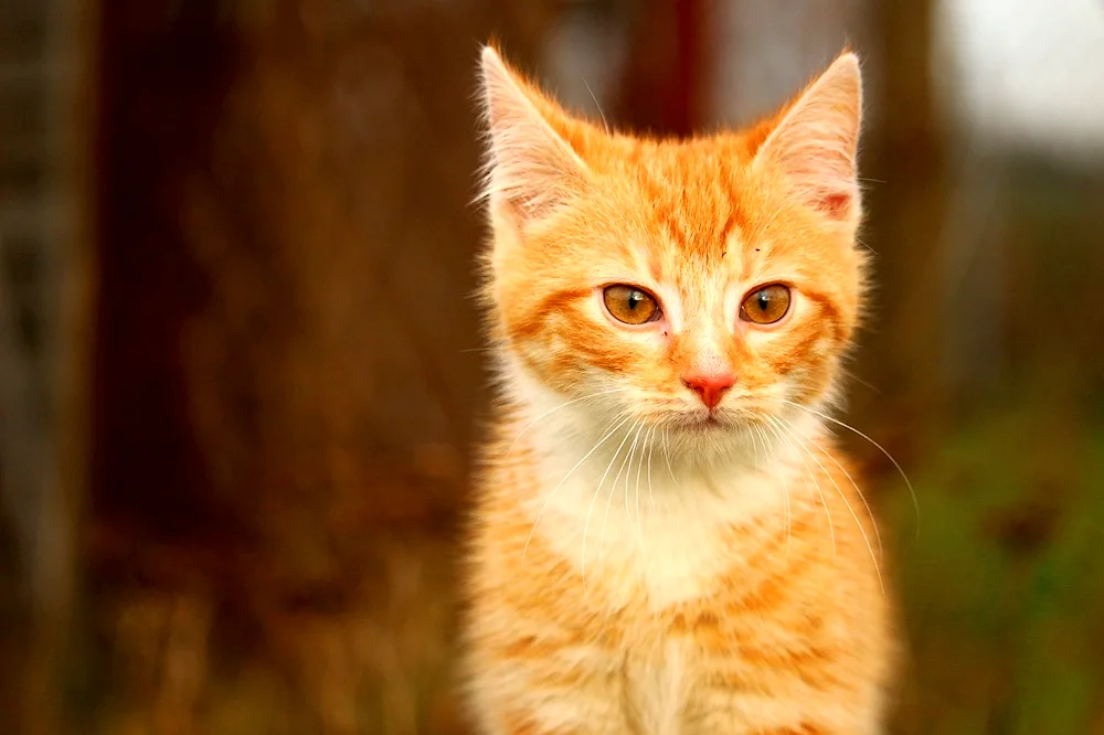 Ginger cat