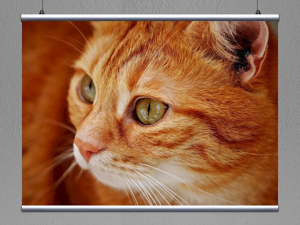 Red cat