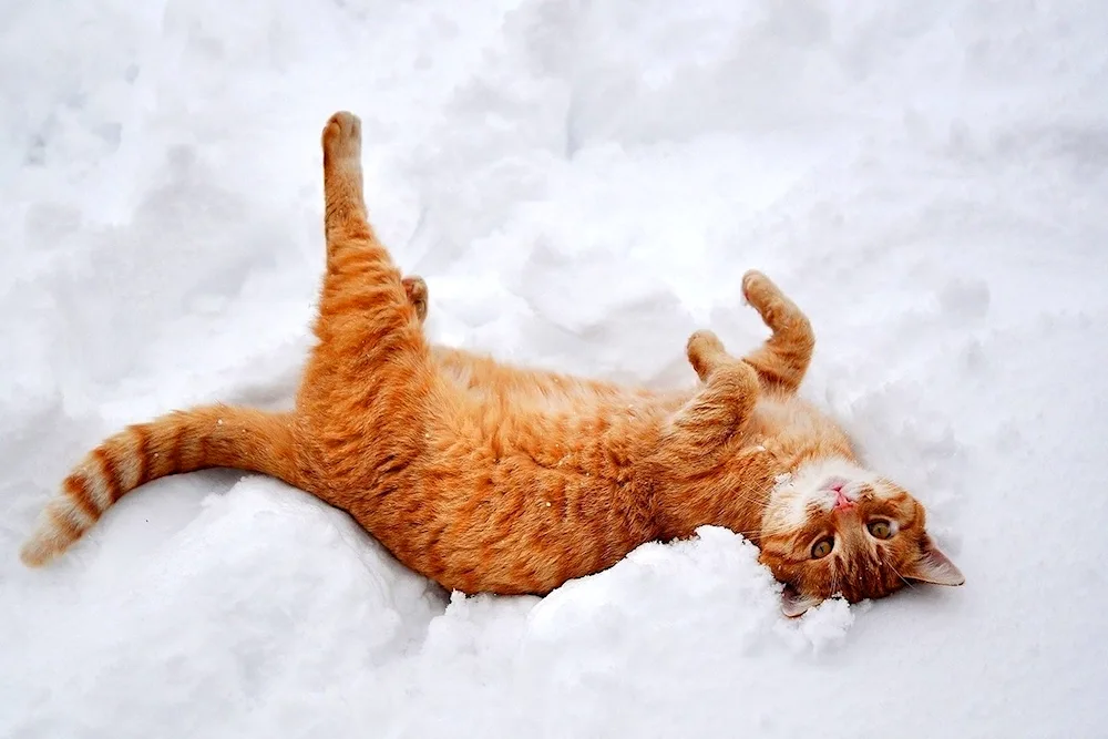 Siberian cat red shorthair cat in the snow