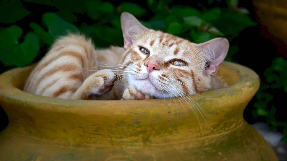 Red tabby kitten