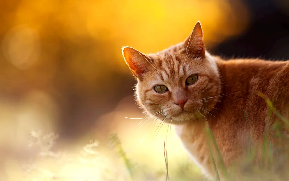 Red kitten