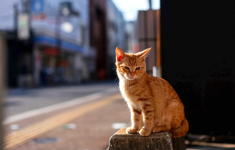 Ginger cat