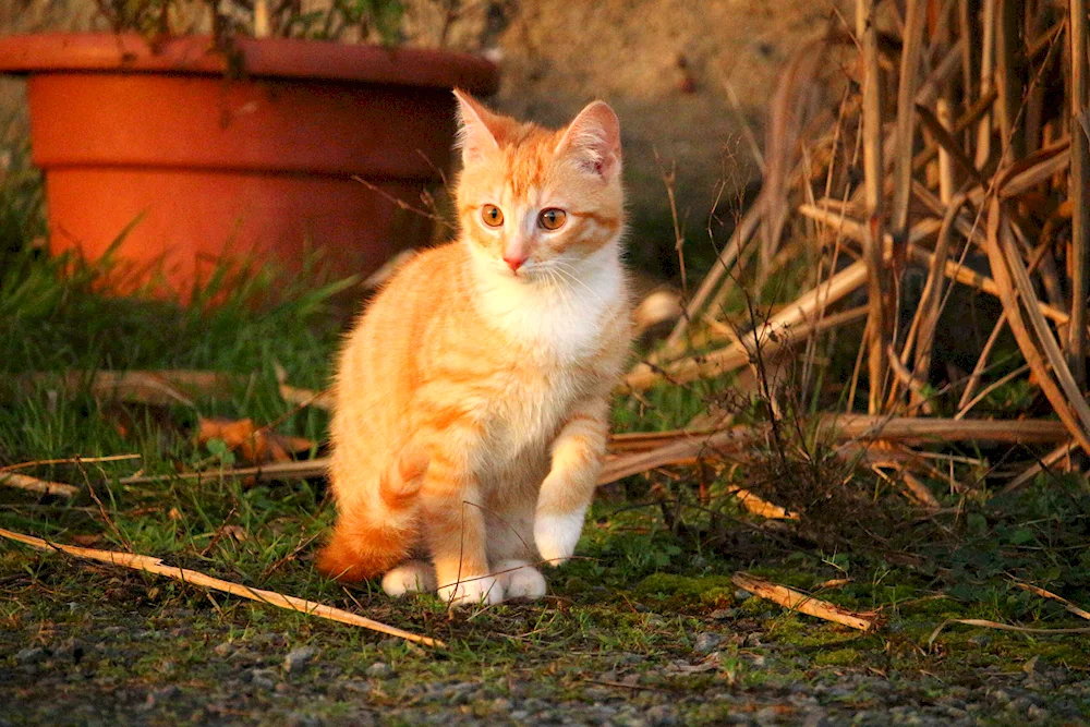 Red cat purebred